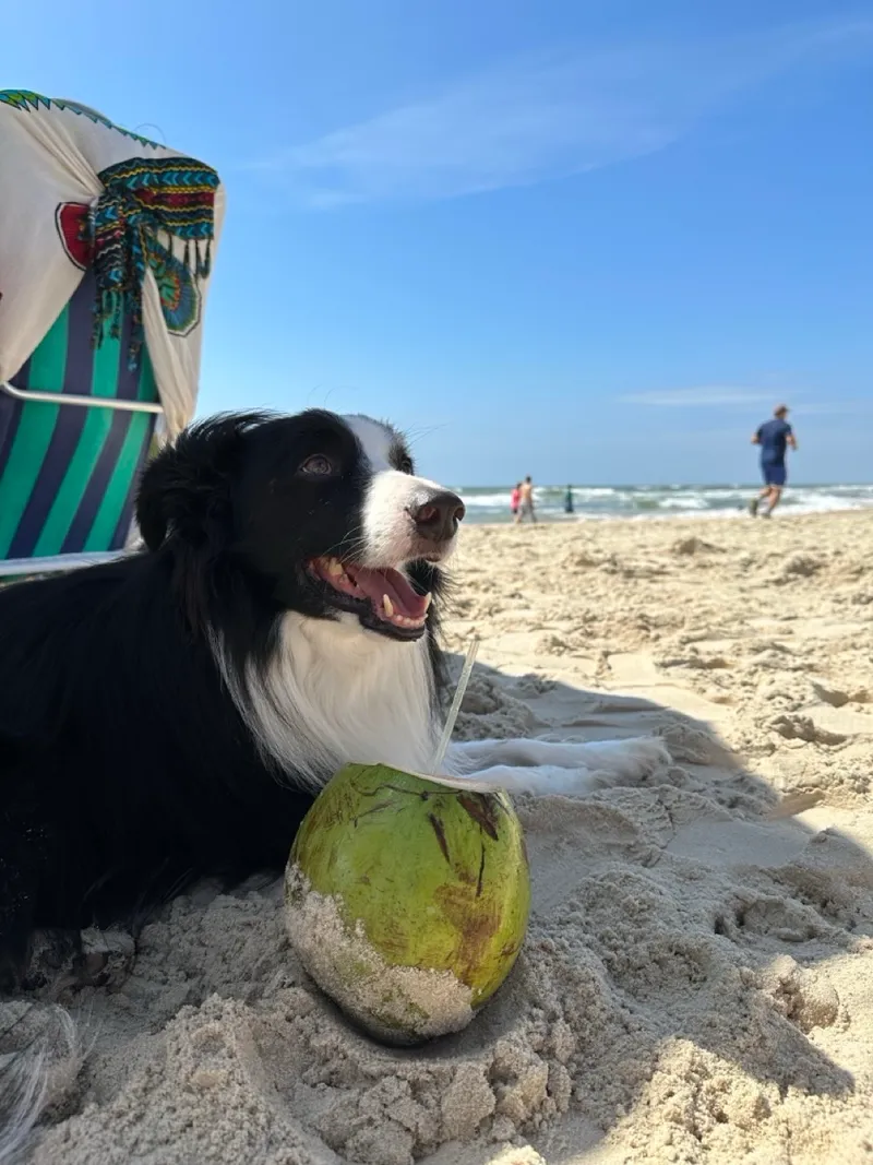 Água de coco na praia